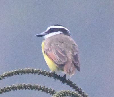 Great Kiskadee