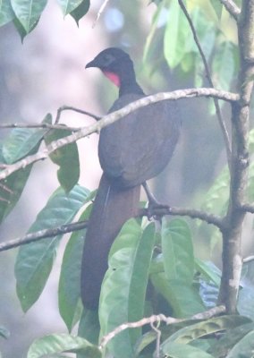 Crested Guan
