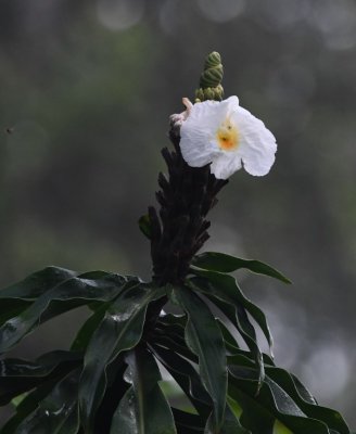 White-flowered ginger plant