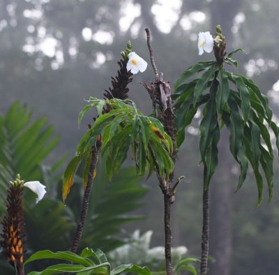 White-flowered ginger plant