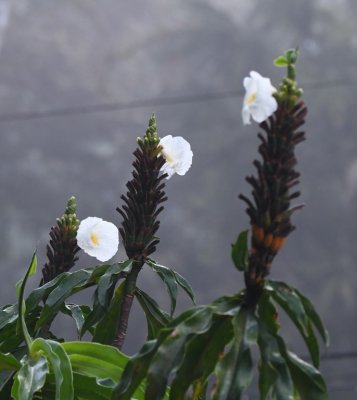 White-flowered ginger plant