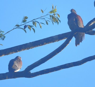 Pale-vented Pigeons