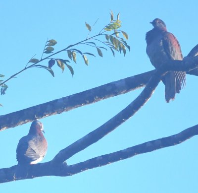 Pale-vented Pigeons