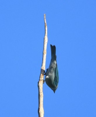 Blue-gray Tanager