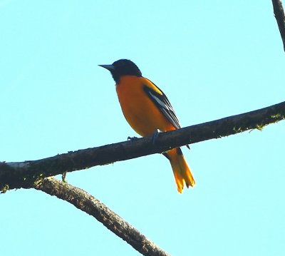 Male Baltimore Oriole