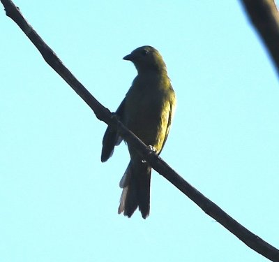 Palm Tanager
