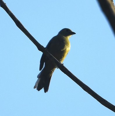 Palm Tanager