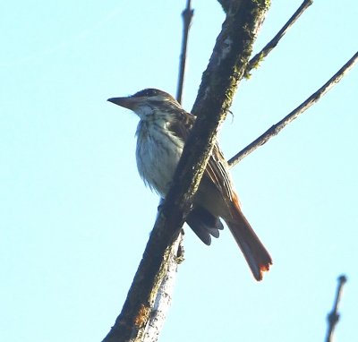 Streaked Flycatcher