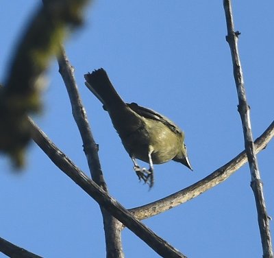 Palm Tanager