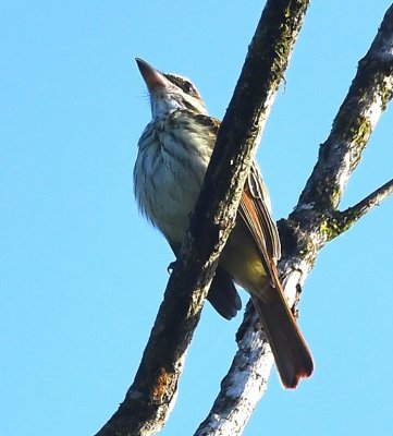 Streaked Flycatcher