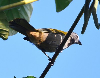 Buff-throated Saltator