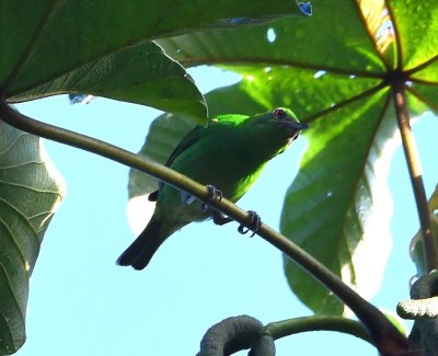 Female Green Honeycreeper