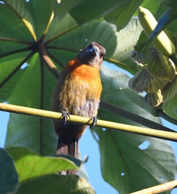 Female Scarlet-rumped Tanager
