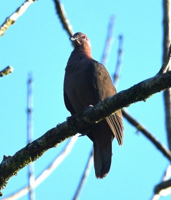 Short-billed Pigeon