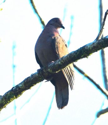 Short-billed Pigeon