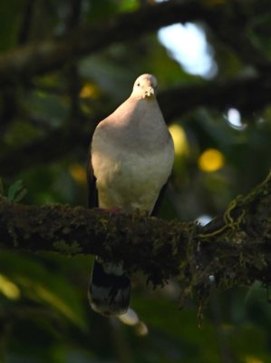 White-tipped Dove or Gray-chested Dove