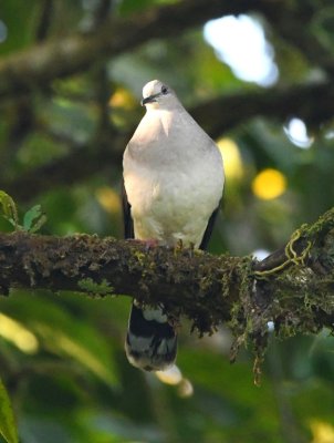 White-tipped Dove or Gray-chested Dove