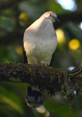 White-tipped Dove or Gray-chested Dove