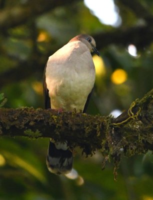 Merlin identifies this photo as a Gray-chested Dove, which is consistent with the brown on the back of the head, but the preceding photos of the same bird it identifies as White-tipped Dove, Merlin's second choice for this bird's ID.