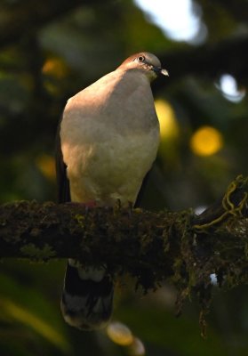 White-tipped Dove or Gray-chested Dove