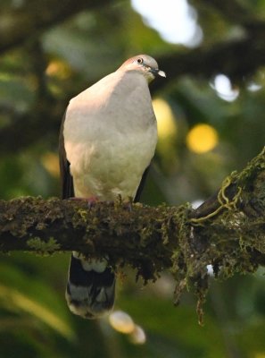 White-tipped Dove or Gray-chested Dove