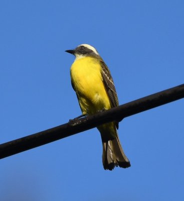 Social Flycatcher