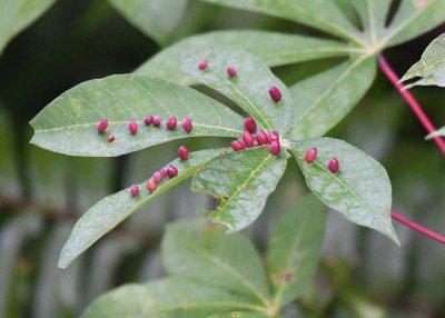 Gall midge eggs