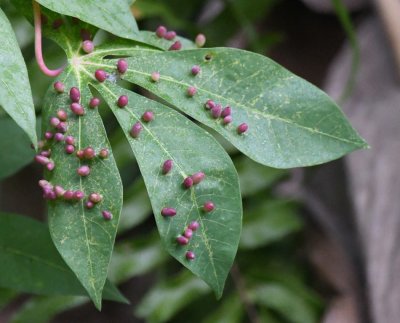 Gall midge eggs