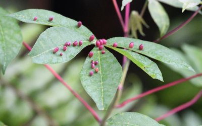 Gall midge eggs