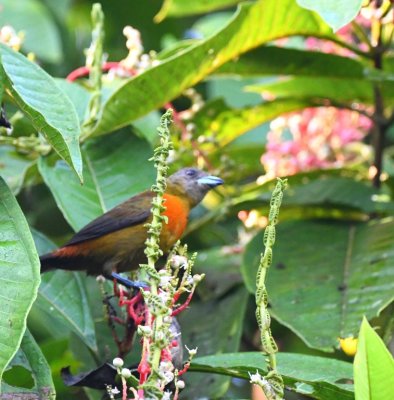 Female Scarlet-rumped Tanager