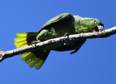 On our way back toward the dining area for breakfast, Mealy Parrots landed above us on the trail.