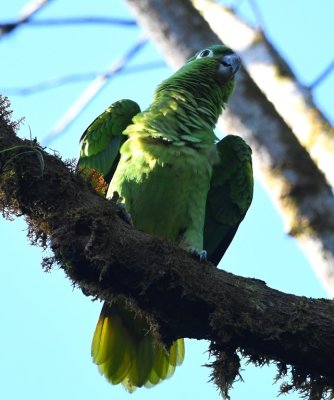 Mealy Parrot
