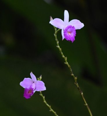 Bamboo Orchid