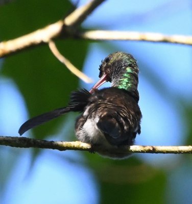 Rufous-tailed Hummingbird