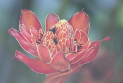 Red ginger flower with black bees on it