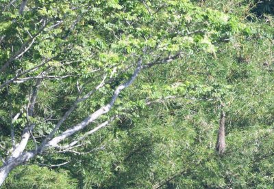 We had breakfast and left the lodge on the bus. Along the road, Chito saw a Crested Oropendola fly by, then Monica and Deb noticed there was a tree in the field with at least a couple of oropendola nests in it.