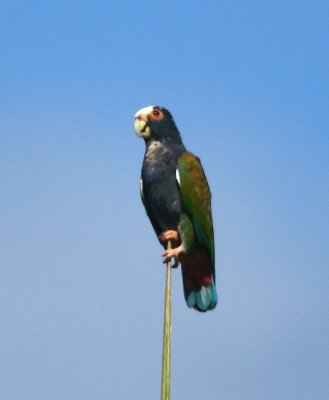 We also paused along the road to get good looks at a White-crowned Parrot.