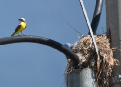 There was also a Social Flycatcher with a nest.