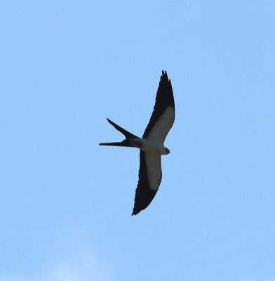 A Swallowtail Kite flew by overhead.