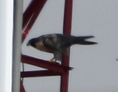 Peregrine Falcon, on a microwave tower in Neily, Costa Rica