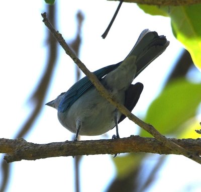Blue-gray Tanager, in a tree in the mercado parking lot