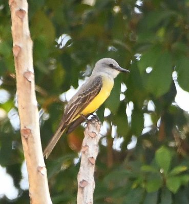 Tropical Kingbird, at the edge of the parking lot
