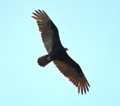 We took a side road out of Neily to look for the Savanna Hawk; one of the first birds we saw was a Turkey Vulture.