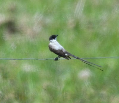On a barbed wire fence along the road, we saw a Fork-tailed Flycatcher.