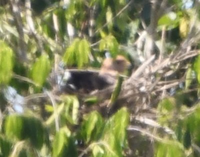 Savanna Hawk on a nest (with its head partially obscured by a leaf)