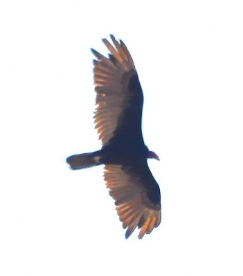 Before we left to return to the highway, a Lesser Yellow-headed Vulture circled us several times.