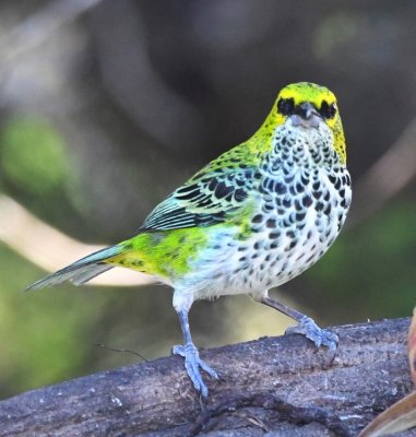 Those black spots are between the bill and eyes of the Speckled Tanager.