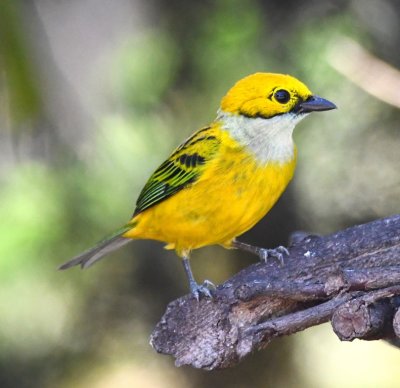 Silver-throated Tanager