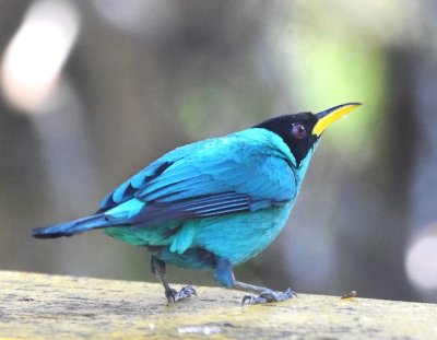 Male Green Honeycreeper
