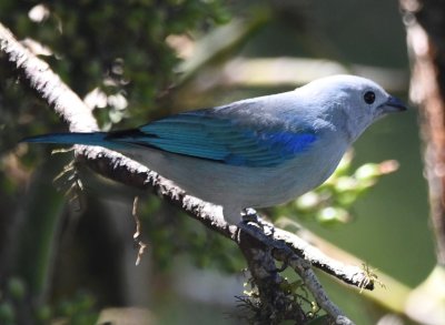 Blue-gray Tanager